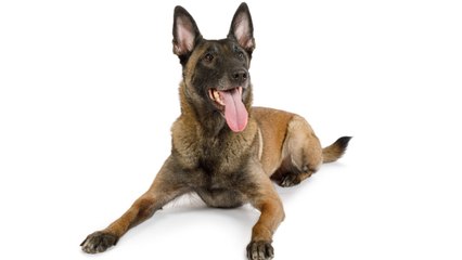 Man Bites Dog. Man Is From Florida, Of Course