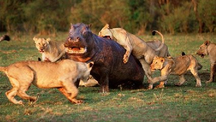 Cinco leones atacan a un hipopótamo herido y pasa esto…