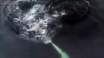 Estas orcas juguetean con sus presas porque 