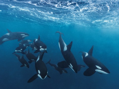 Estas orcas juguetean con sus presas porque en el océano no hay mucho con qué jugar