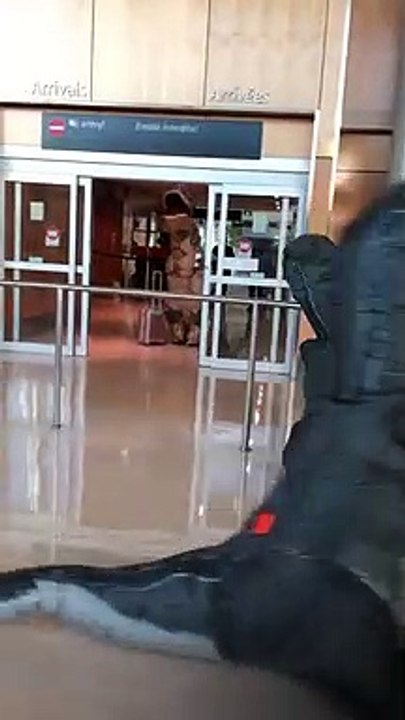 Retrouvailles émouvante d'une famille de dinosaures à l'aéroport