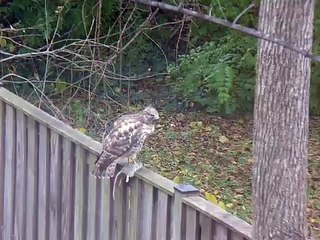 Cet écureuil ne se rend pas compte qu'il fait sa toilette à coté d'un terrible prédateur