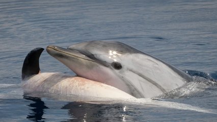 La dramática escena de una madre delfín intentando revivir a su cría muerta