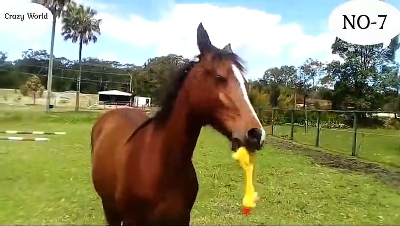 Try Not To Laugh Compilation Videos December 2019