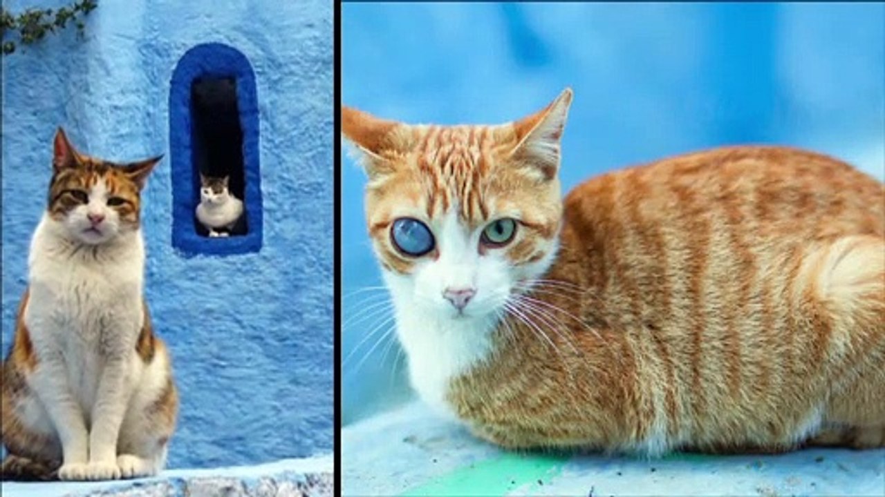 MAROC 2019.Les Chats de CHEFCHAOUEN "the blue city"