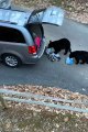 Black Bears Steal Snacks From Family Minivan