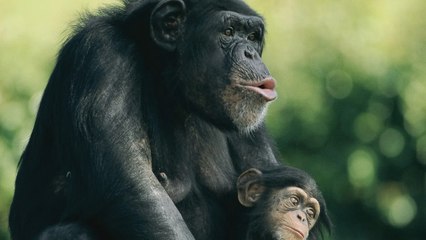 Humanos y chimpancés, casi la misma criatura