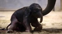 Los tronchantes primeros pasos del bebé elefante