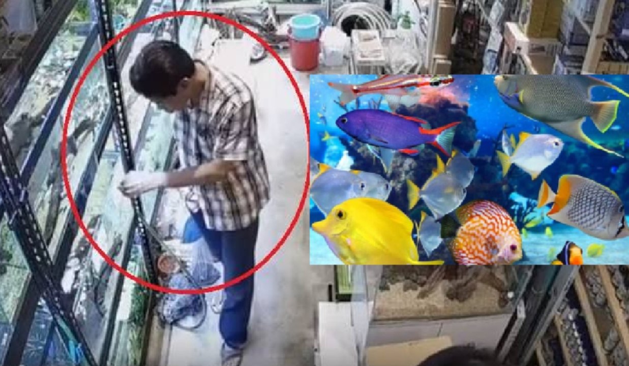 Se busca al tipo que envenena 'por placer' a los peces tropicales de las tiendas de mascotas