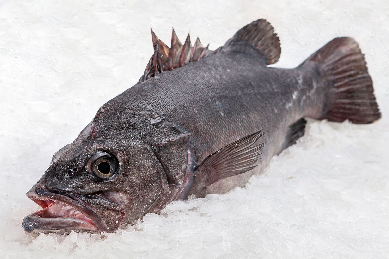 Cinco reglas básicas para reconocer el pescado fresco