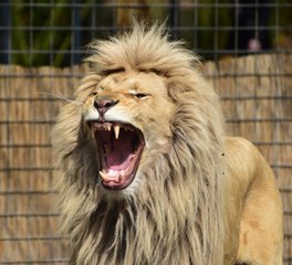 Lo disfrazan de león y la reacción de sus 'hermanos' felinos no tiene precio