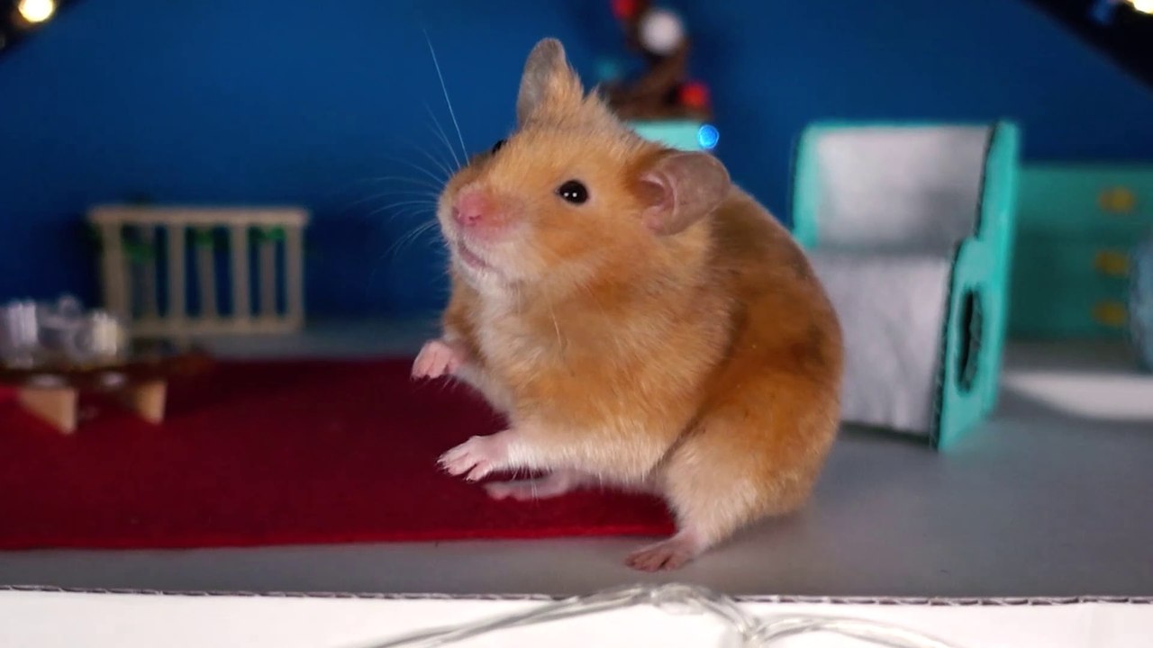 Short Film - Hamster CHRISTMAS HOUSE  Cardboard...