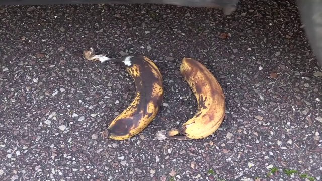 Experiment Car vs Baby Cat _ Crushing Crunchy & Soft Things by Car!