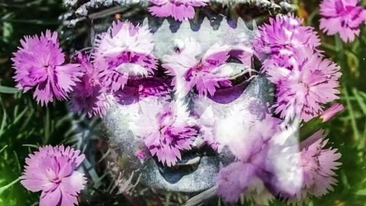 Aromaterapia: Usos de la lavanda para calmar tu sistema nervioso