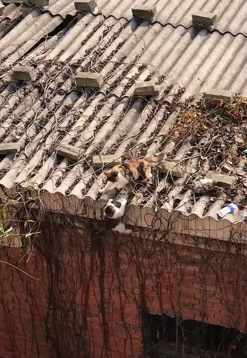 Estos gatitos se hacen Virales en las redes al recrear una famosa escena de 'El rey león'