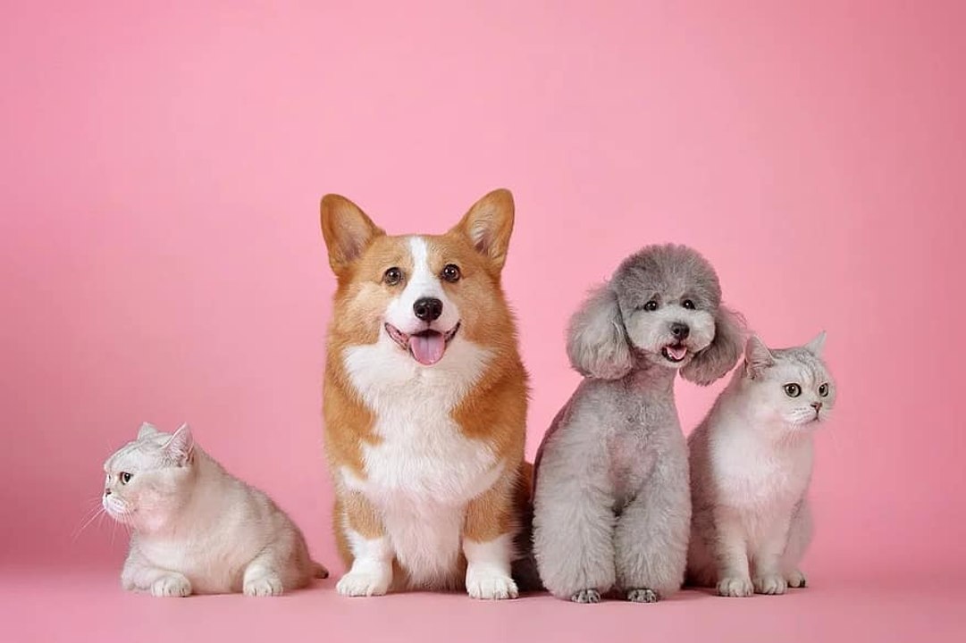 ¿Son felices nuestras mascotas?