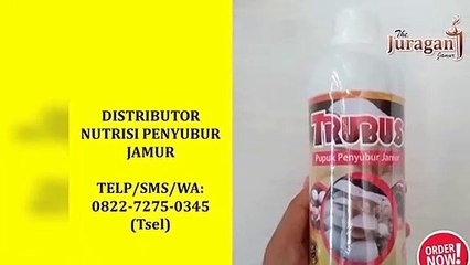 TERMURAH! TELP/SMS/WA : 0822-7275-0345 (Tsel), Jual Suplemen Jamur Tiram Murah Denpasar Bali,