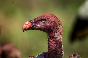 Así matan cien buitres a una vaca y a su ternero