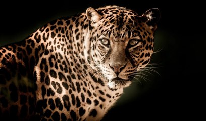 El leopardo mata a la madre babuino y adopta al mono bebé