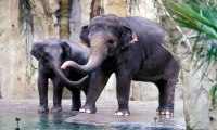 Angustiosas imagenes de unos elefantes arrastrados por la corriente durante unas mortales inundaciones en la India