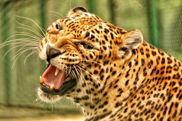 El leopardo se hace el 'bobo' para engañar a la manada de leones y huir intacto