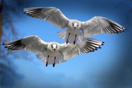 La voraz gaviota engulle una cría de tiburón ante la atónita mirada de los bañistas