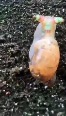 Impactantes imágenes de un caracol "zombi" con los cuernos brillando en flipantes colores psicodélicos