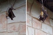 La araña gigante atrapa en su red a un enorme murciélago y se lo zampa