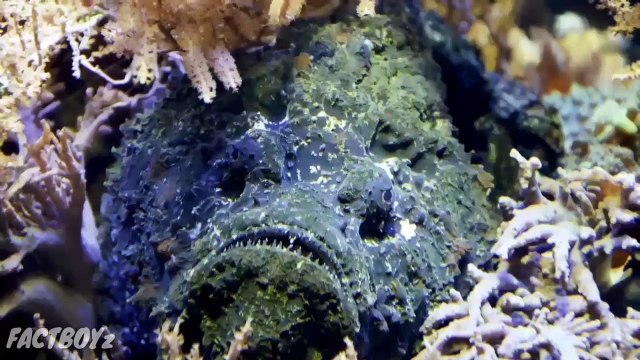 दुनिया की सबसे खतरनाक मछली | दुनिया की सबसे जहरीली मछली | dangerous fish of the world | stone fish | factboyz | amazing facts | Amazing Facts | Amazing facts in hindi