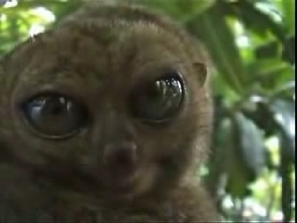 [Humour] Le Tarsier fait les gros yeux