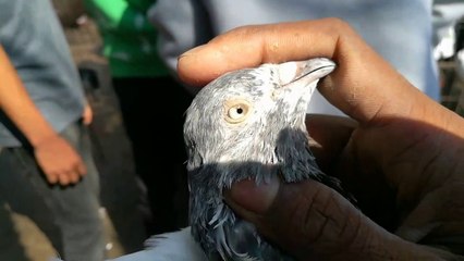 Best Pigeons Hat Video 2020