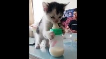 Un chaton boit au biberon comme un bébé !