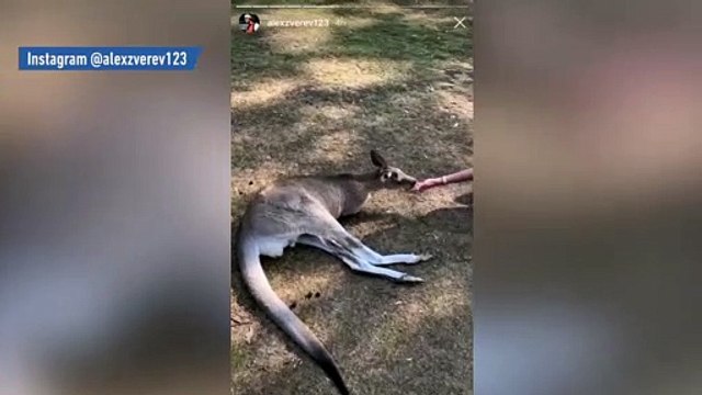 Zverev attendri par un kangourou - Tennis - WTF