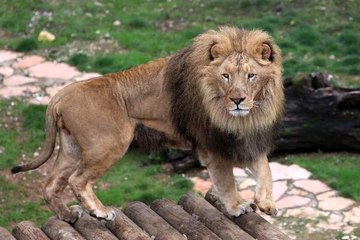 Cumhurbaşkanı Erdoğan'a hediye edilen aslanlar büyüdü