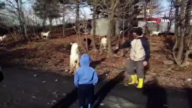 Keçi ile çobanın dostluğu yürekleri ısıtıyor