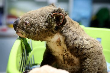 500 millions d'animaux touchés lors des incendies en Australie