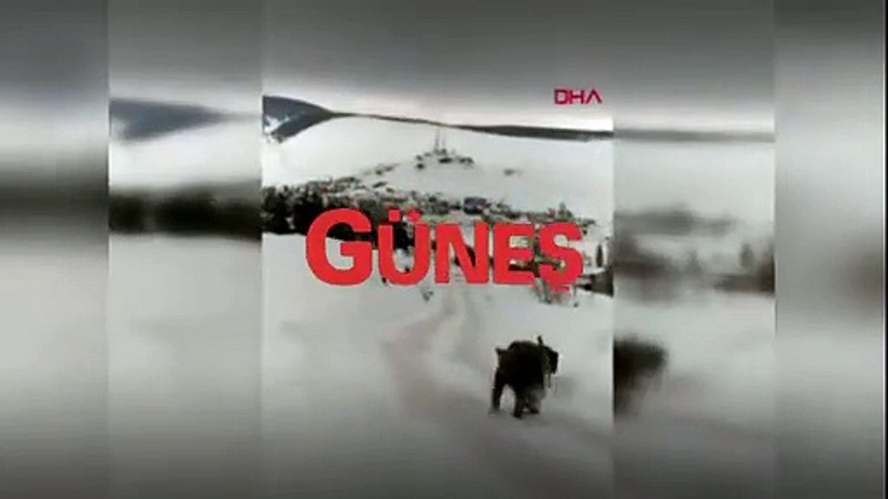 Kars Sarıkamış'ta eceline susamış köpekler boz ayının karşısına dikildi