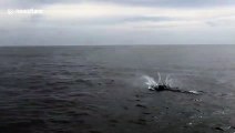 US tourist captures mobula rays leaping out of sea off Mexico's western coast