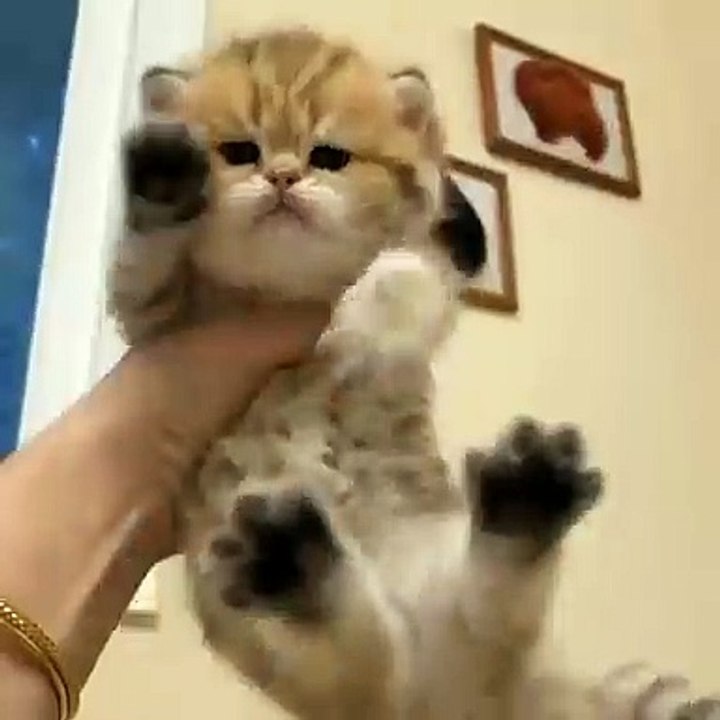 The_ fluff _cats