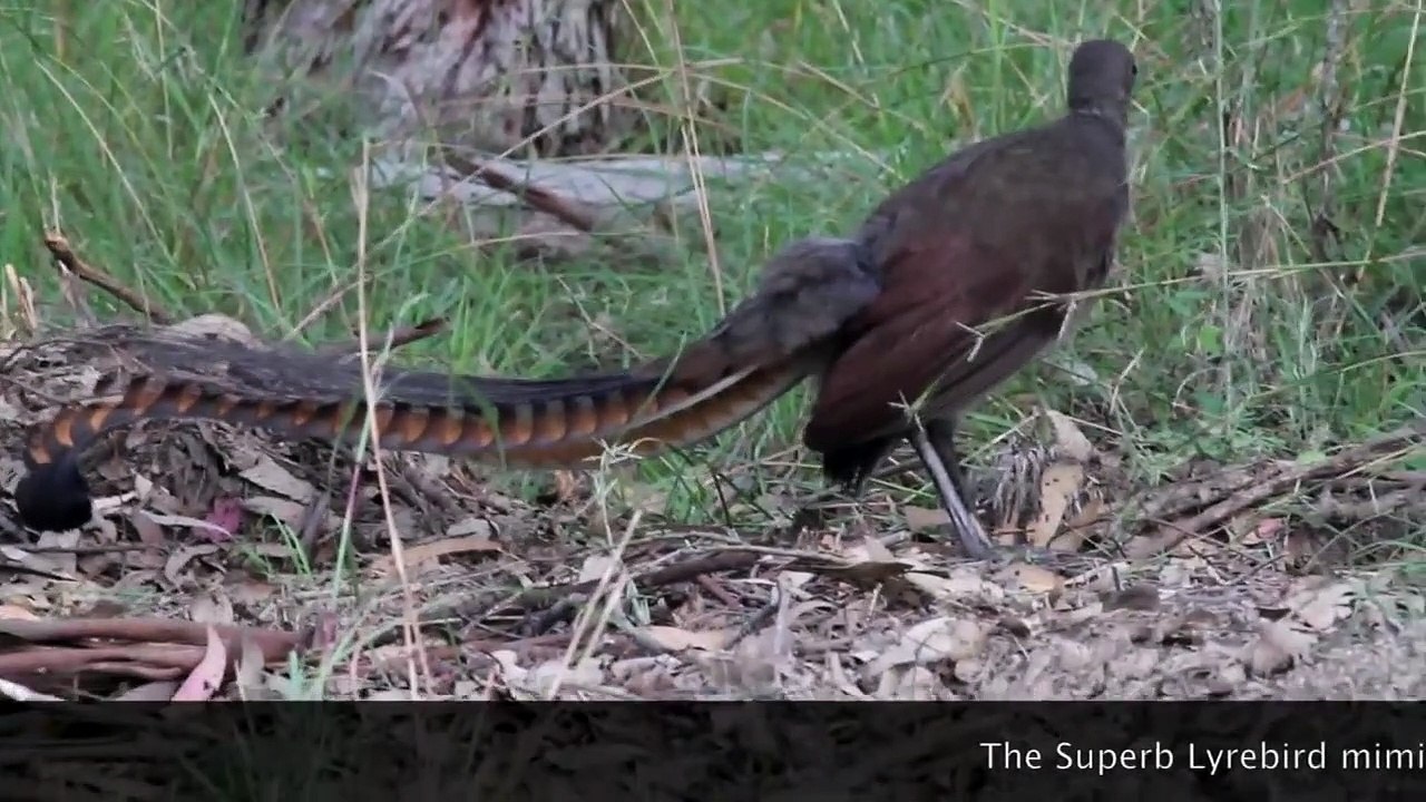 Lyrebird Magic