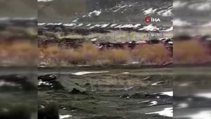 Kağızman'da aç kalan kurt köye kadar indi