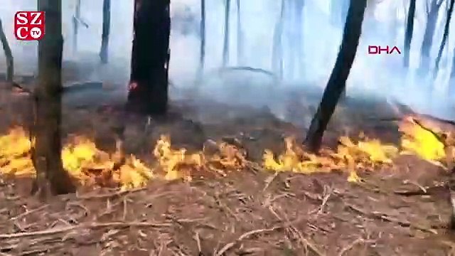 Avustralya'da yavru kanguru, yangından böyle kurtarıldı