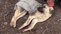 Sivas yaralı köpeğe belediye çalışanı şevkati