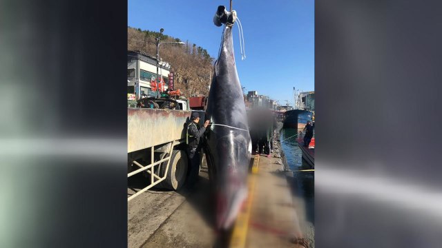 영덕 앞바다서 길이 5.6m 밍크고래 그물에 걸려 / YTN