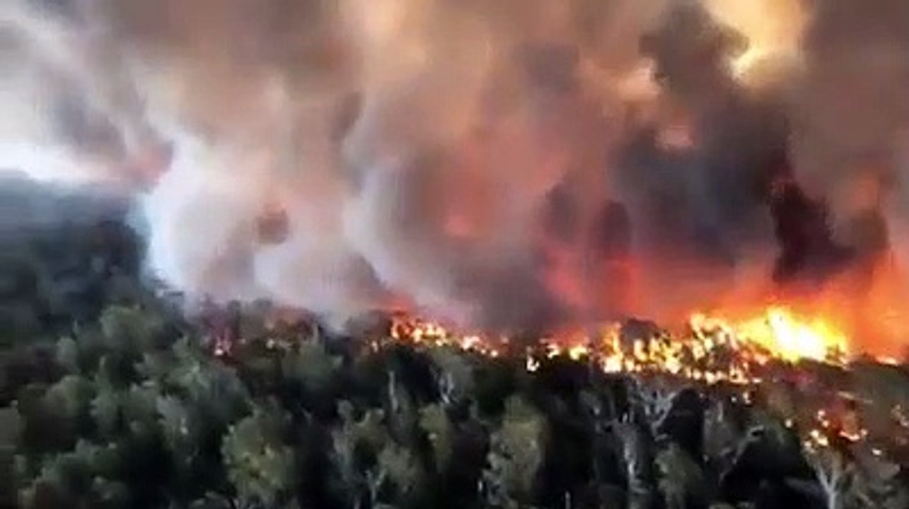 Amid catastrophic weather conditions, wildlife and livestock have been caught desperately seeking shelter from the Cudlee Creek inferno in South Australia