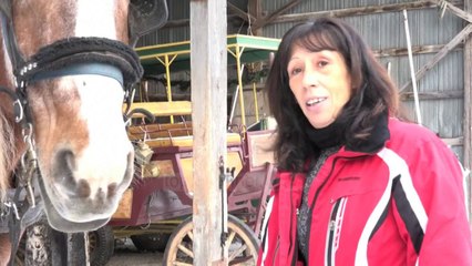 Jo më karroca me kuaj/ Vendimi në Monteral për t’i hequr nga rruga