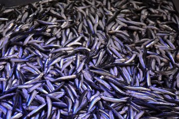 Hamsi Gürcistan'dan geldi, fiyatı 10 TL'ye düştü