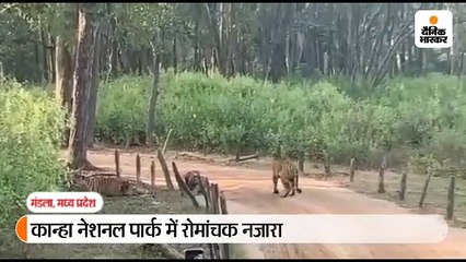 बाघिन को इंप्रेस करने एक साथ पहुंच गए दो बाघ, फिर जो हुआ वो देखने लायक है