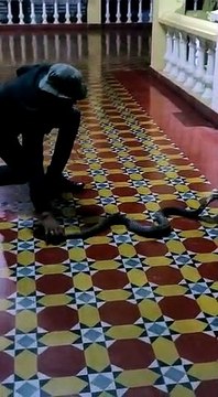 King cobra found in Ladies hostel toilet.. Captured alive and sent into forest - Video
