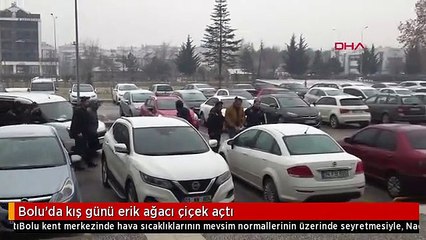 Bolu'da kış günü erik ağacı çiçek açtı